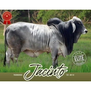 Tasmania Jacinto T.E.461/10 - Jacinto