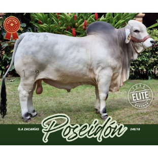 G.A Zacarias Poseidon T.E. 246/18 - Poseidon